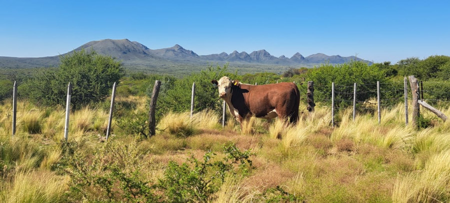 Imagen de Agropecuario